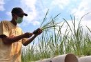 Kunci Kemajuan Bangsa ada di Peningkatan SDM Pertanian - JPNN.com