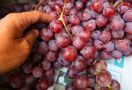 7 Khasiat Anggur yang Ampuh Lindungi Tubuh dari Penyakit Ganas Ini - JPNN.com