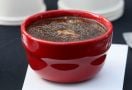 CNI Ginseng Coffee Siap Menemani Momen Mudik dan Liburan Akhir Tahun - JPNN.com