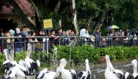 Libur Nataru di Taman Margasatwa Ragunan - JPNN.com