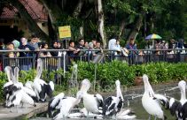 Libur Nataru di Taman Margasatwa Ragunan - JPNN.com