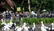 Libur Nataru di Taman Margasatwa Ragunan