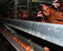 Australia Akan Larang Usaha Peternakan Ayam Petelur yang Dikandangkan - JPNN.com