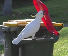 Kakatua di Australia Bisa Membuka Penutup Tempat Sampah Milik Warga - JPNN.com