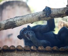 Dunia Hari Ini: Tiga Simpanse Ditembak Mati di Kebun Binatang Swedia - JPNN.com