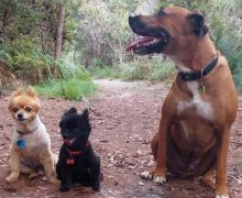 Seekor Anjing Kecil Nyaris Mati Terlilit Ular Piton Sepanjang 3,5 Meter di Australia - JPNN.com