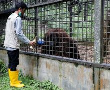 Proyek IKN Dikhawatirkan Mengancam Orangutan dan Membuat Teluk Balikpapan 'Jadi Kolam Limbah' - JPNN.com