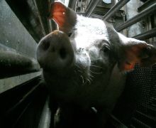 Geger! Rumah Potong Babi di Australia Gunakan Karbon Dioksida dalam Proses Penyembelihan - JPNN.com