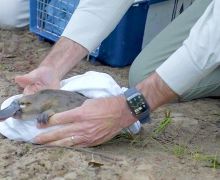 Hewan Platipus Dikembalikan Ke Taman Nasional Sydney Setelah Menghilang Puluhan Tahun - JPNN.com