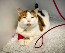 Dokter Hewan di Australia Meminta Lebih Banyak Kucing yang Menyumbangkan Darahnya - JPNN.com