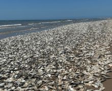 Dunia Hari Ini: Kadar Oksigen Rendah dalam Air, Ribuan Ikan Mati - JPNN.com