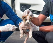 Angka Rabies di Bali Masih Tertinggi di Indonesia Meski Vaksinasi Sudah Dilakukan - JPNN.com