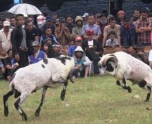 392 Domba Bertarung Demi Hadiah dari Presiden - JPNN.com