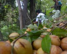 Waspada, 6 Makanan Sehat Ini Justru Mengandung Racun yang Berbahaya untuk Tubuh - JPNN.com