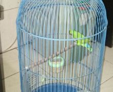 Tak Temukan Uang, Dua Burung Harga Belasan Jutaan Raib Digondol Maling - JPNN.com