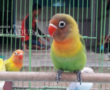 4 Burung Milik Angga Kurniawan Rp16 Juta Raib Digondol Maling - JPNN.com
