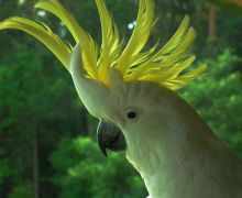 Burung yang Cerdas: Apa yang Anda Ketahui Tentang Kakatua Berjambul Kuning? - JPNN.com