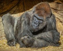Sekelompok Gorila Positif COVID-19, Kasus Pertama Pada Spesies Kera Besar - JPNN.com