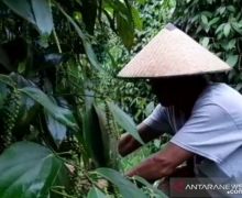 Joss! Harga Lada di Tingkat Petani Naik, Nyaris 100 Persen - JPNN.com