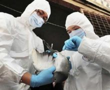 Ratusan Ayam di Riau Terjangkit Flu Burung, Warga Jangan Panik - JPNN.com
