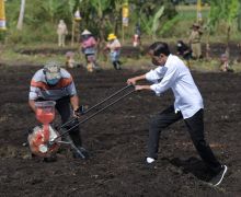 Presiden Jokowi Dorong Peningkatan Produktivitas Sektor Pertanian di Papua Barat - JPNN.com