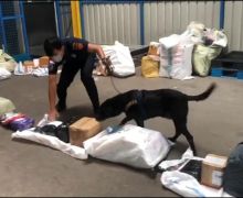 Anjing K9 Milik Bea Cukai Batam Berhasil Temukan Sabu-sabu dalam Barang Kiriman - JPNN.com