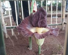 Penampakan Bunga Bangkai yang Bikin Warga Jaktim Heboh, Ternyata - JPNN.com