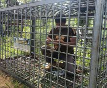 Harimau Sumatera Berkeliaran di Padang Lawas, Sudah Hampir Sebulan, Warga Resah - JPNN.com