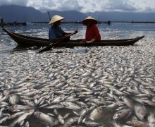 200 Ton Ikan Mati Mendadak di Danau Maninjau, Ini Penyebabnya - JPNN.com