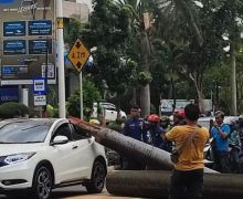 40 Pohon di DKI Tumbang Karena Angin Kencang, Sebegini Jumlah Korban dan Sarana yang Rusak - JPNN.com