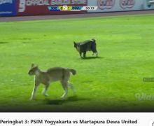 Bikin Gegar, 2 Ekor Kucing Masuk Lapangan saat Laga PSIM vs Dewa United - JPNN.com
