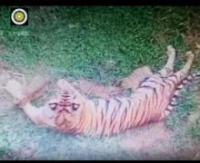 Kabar Gembira, Tiga Ekor Anak Harimau Sumatera Lahir - JPNN.com