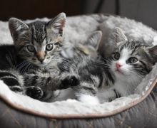 5 Tips Mudah Membersihkan Kandang Kucing Kesayangan - JPNN.com