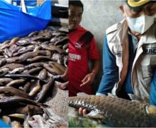 Sungai Terendam Lumpur, Tiga Ton Ikan Larangan Mati - JPNN.com