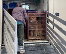 Rusia Menginvasi Ukraina, Singa dan Harimau Ikut Mengungsi ke Polandia - JPNN.com