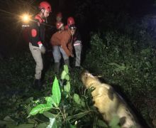 Banjir Sangatta, Total Sudah 5 Buaya Berkeliaran di Permukiman, Hiiii - JPNN.com