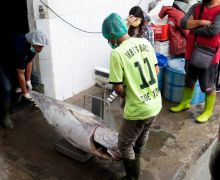 Ekspor Perdana Ikan Tuna ke Vietnam, LPEI Berkolaborasi dengan PT Sarinah - JPNN.com