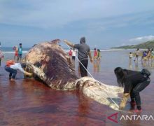 Makhluk Besar Ini Terdampar di Pantai, Mati, dan Membusuk - JPNN.com