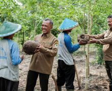 Sikapi SK Menteri LHK, Perhutani Optimalkan Bisnis dan SDM - JPNN.com