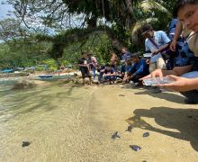 Ada Sosok Luar Biasa di Balik Konservasi Penyu Lekang di Pantai Marekisi, Siapa Dia? - JPNN.com