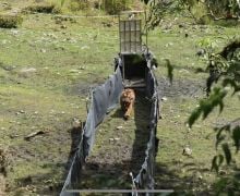 Lihat, KLHK Melepasliarkan Seekor Harimau Sumatera di Taman Nasional Kerinci Seblat - JPNN.com