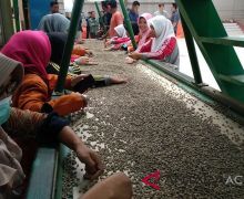 Tertinggi Sepanjang Sejarah, Kopi Gayo Aceh Tembus Rp 115 Ribu per Kg di Pasar Global - JPNN.com