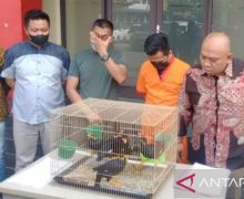 Pria Penjual Burung Terancam Punah Ini Ditangkap - JPNN.com
