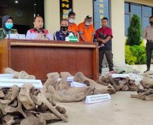 Polisi Tangkap Penjual Tulang Gajah, Sebegini Keuntungan yang Didapat - JPNN.com