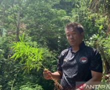 Ganja Tumbuh Subur di Atas Bukit, Siap Panen - JPNN.com