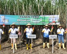 Program Makmur Tingkatkan Pendapatan Petani Tebu di Kediri - JPNN.com