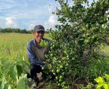 Ratusan Petani di Kalteng Ikuti Program Bertani Tanpa TBTK, Hasil Panen Sangat Memuaskan - JPNN.com