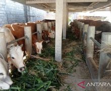 Jaga Kestabilan Harga Daging, Pemerintah Diminta Cari Alternatif Pemasok Sapi Bakalan - JPNN.com