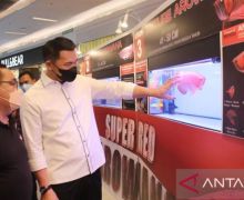 Arowana Cup, Fransiskus Diaan Mempromosikan Arwana Super Red dari Kapuas Hulu - JPNN.com