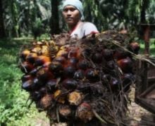 Diskriminasi Sawit Indonesia, Uni Eropa Mengklaim Lindungi Dunia dari Perubahan Iklim - JPNN.com